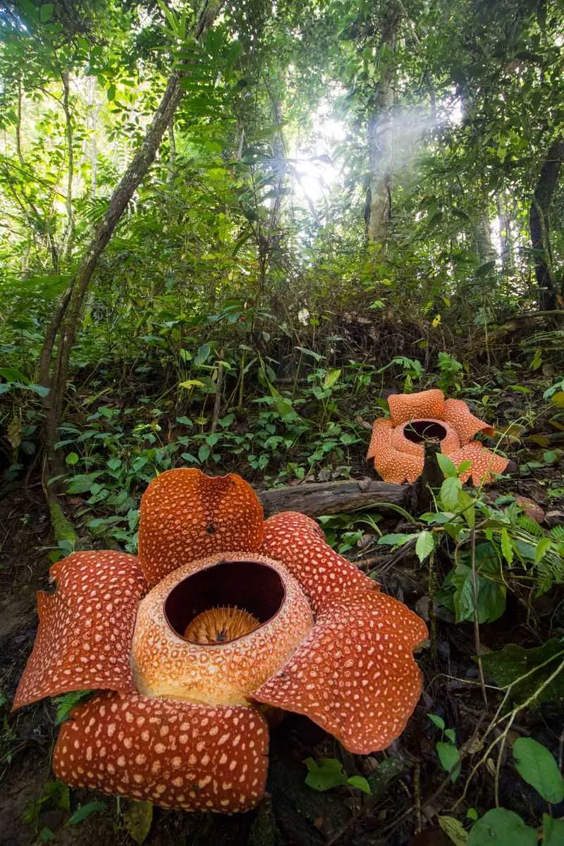 Rafflesia: The Parasitic Giant