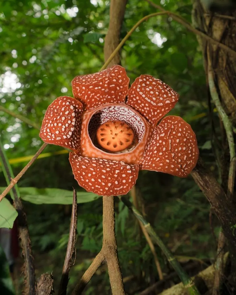 Rafflesia