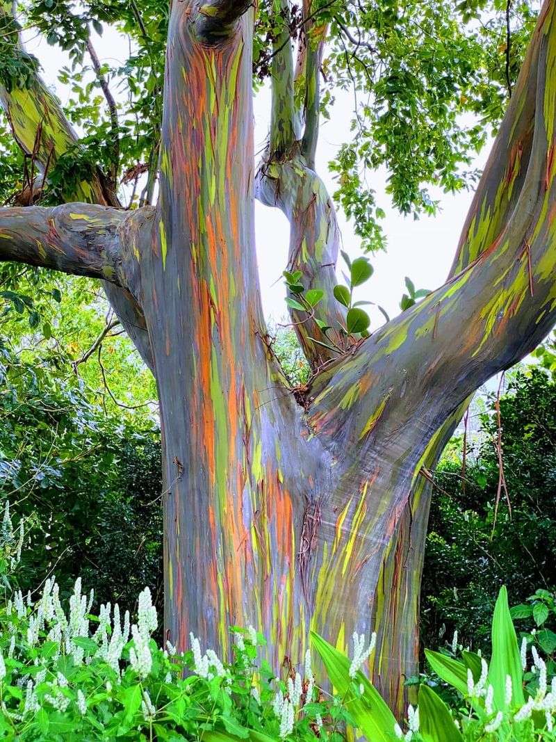 Rainbow Eucalyptus