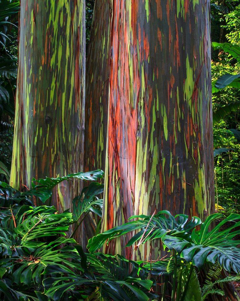 Rainbow Eucalyptus