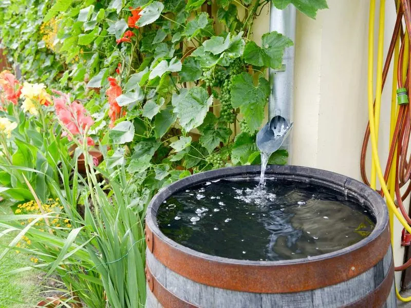 Rainwater Collection for Sustainable Watering