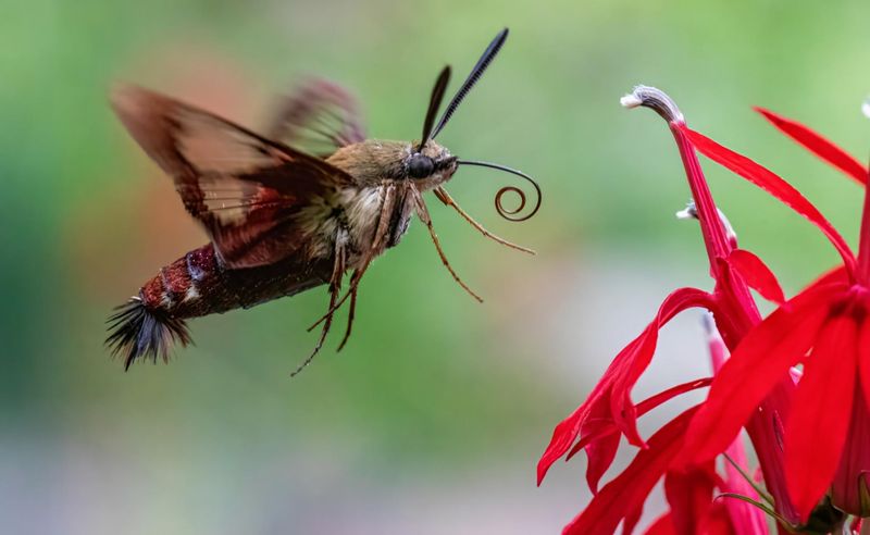 Rapid Wing Movement