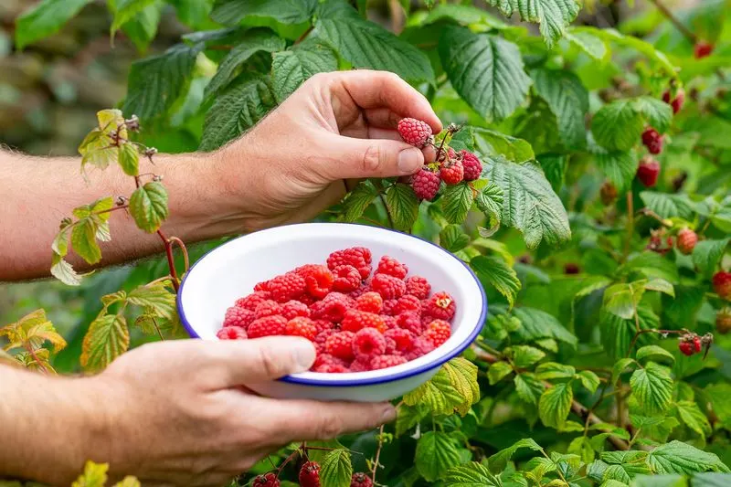 Raspberries