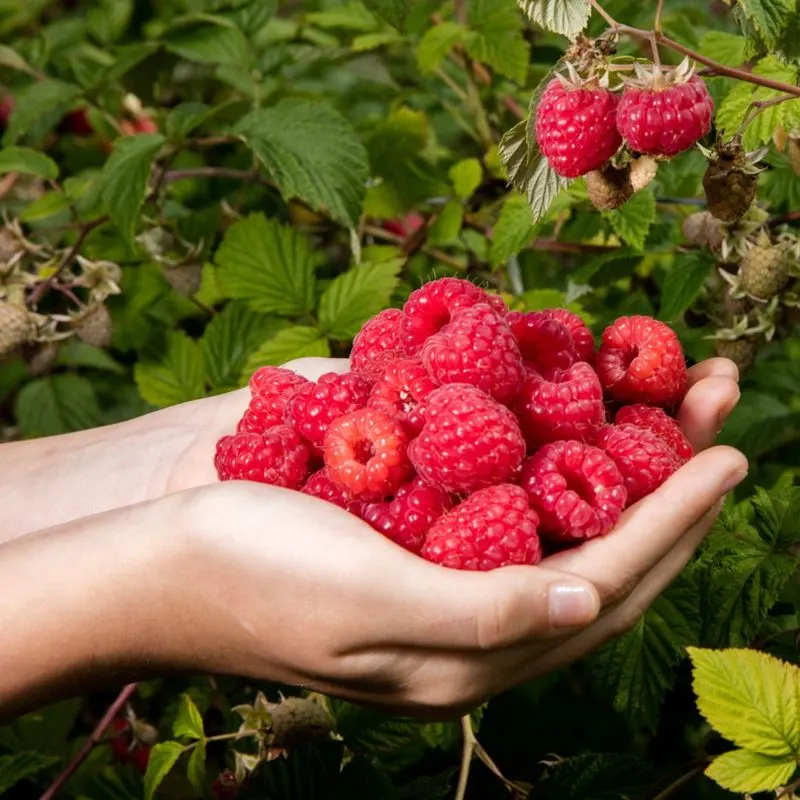 Raspberries