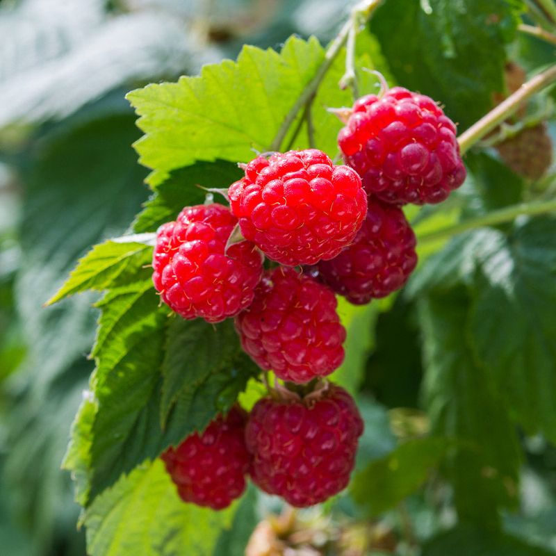 Raspberry Bushes