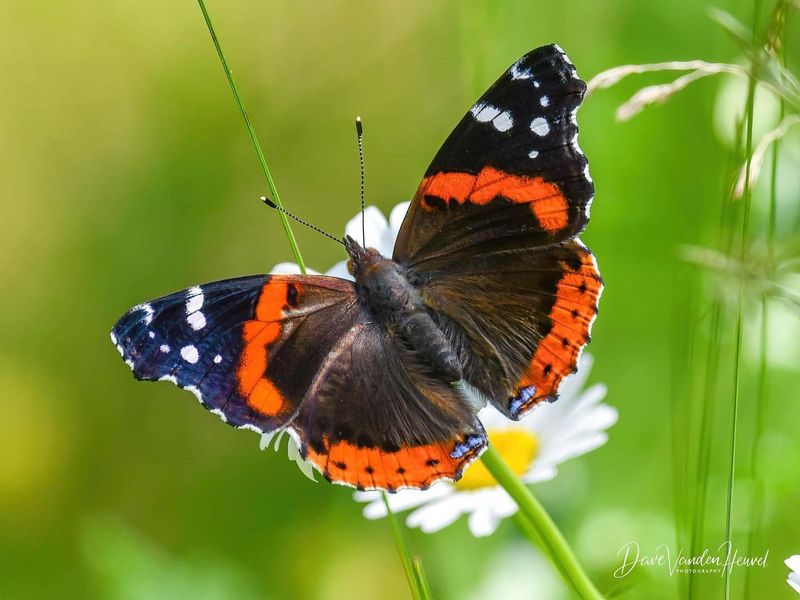 Red Admiral