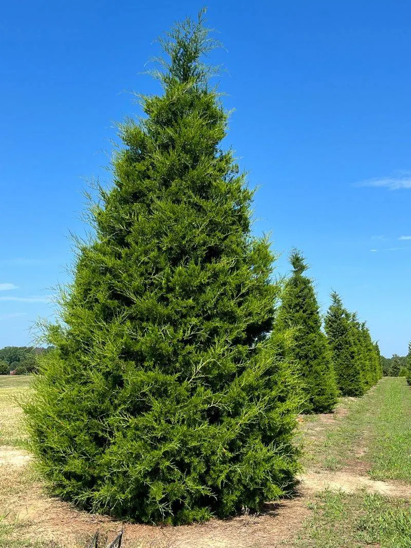 Red Cedar