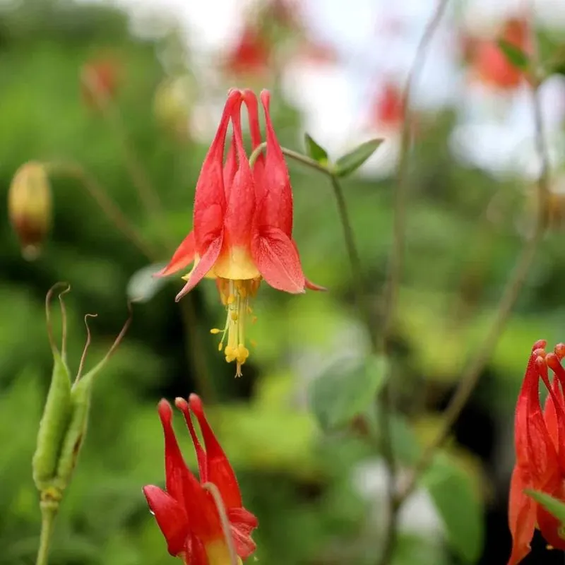 Red Columbine