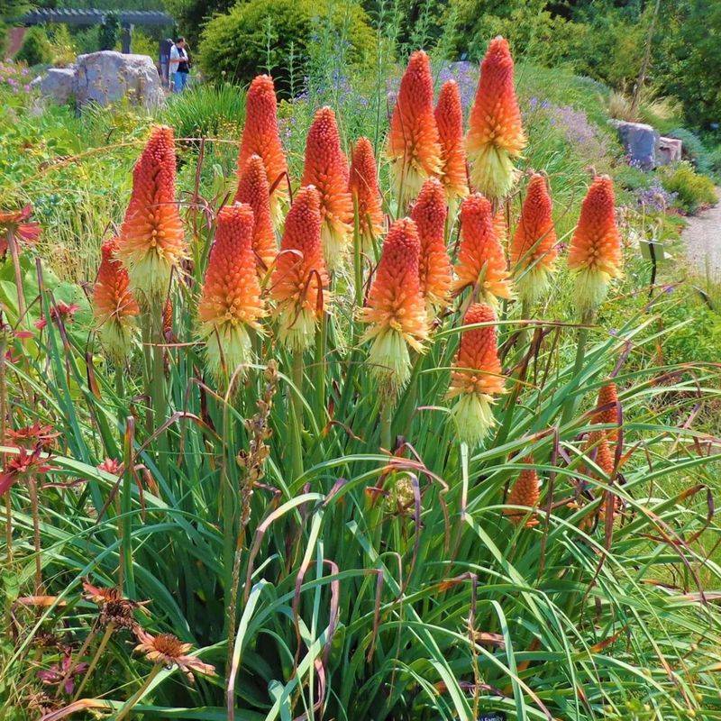 Red Hot Poker