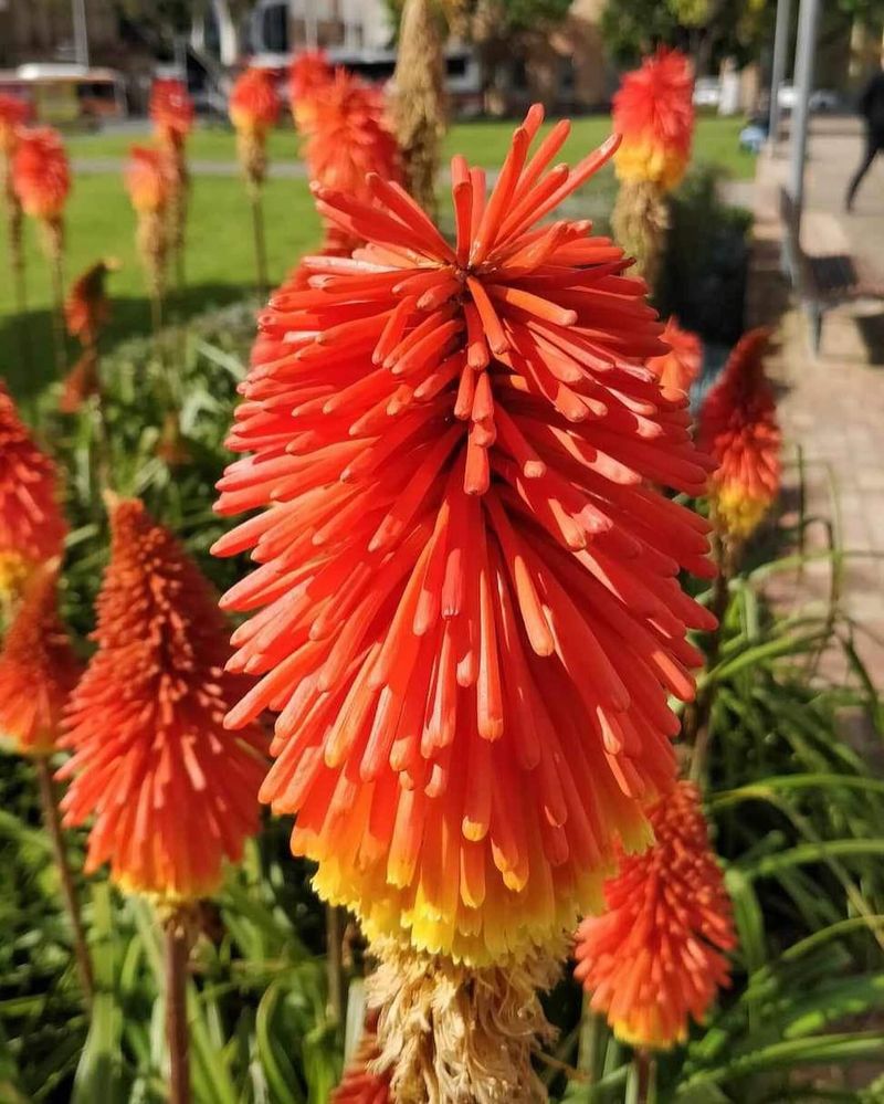 Red Hot Poker