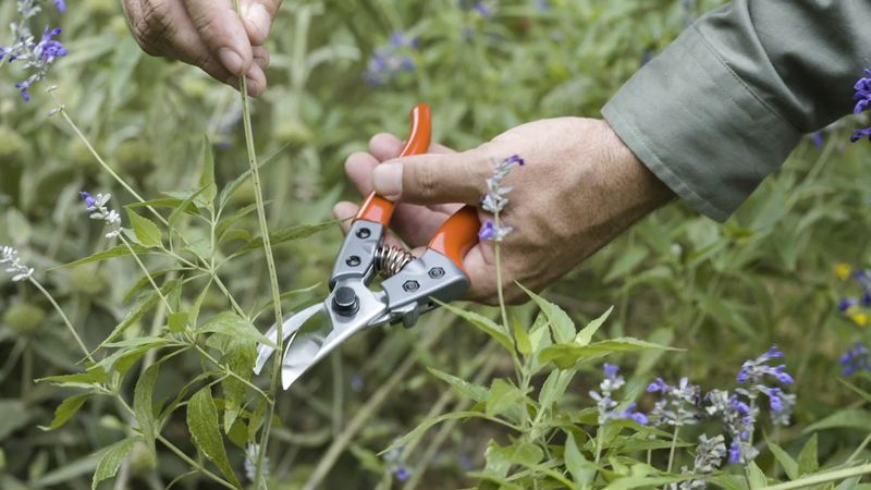 Rejuvenation Pruning