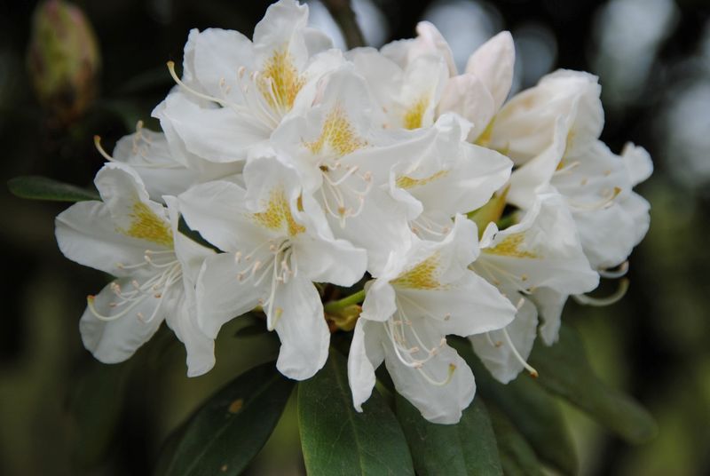 Rhododendron 'Cunningham's White'