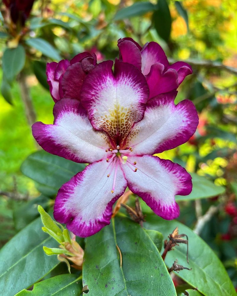 Rhododendron