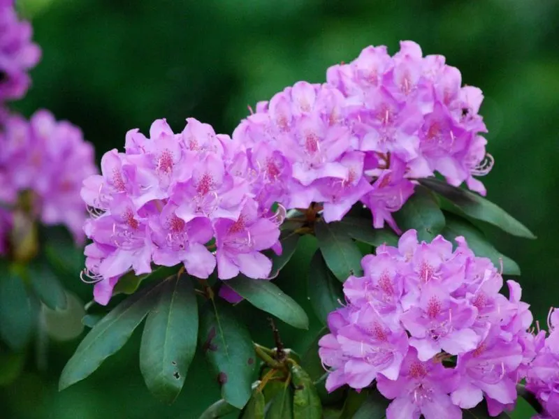 Rhododendron