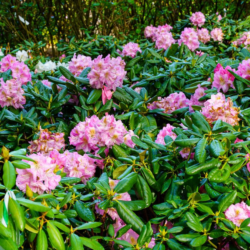 Rhododendron and Astilbe