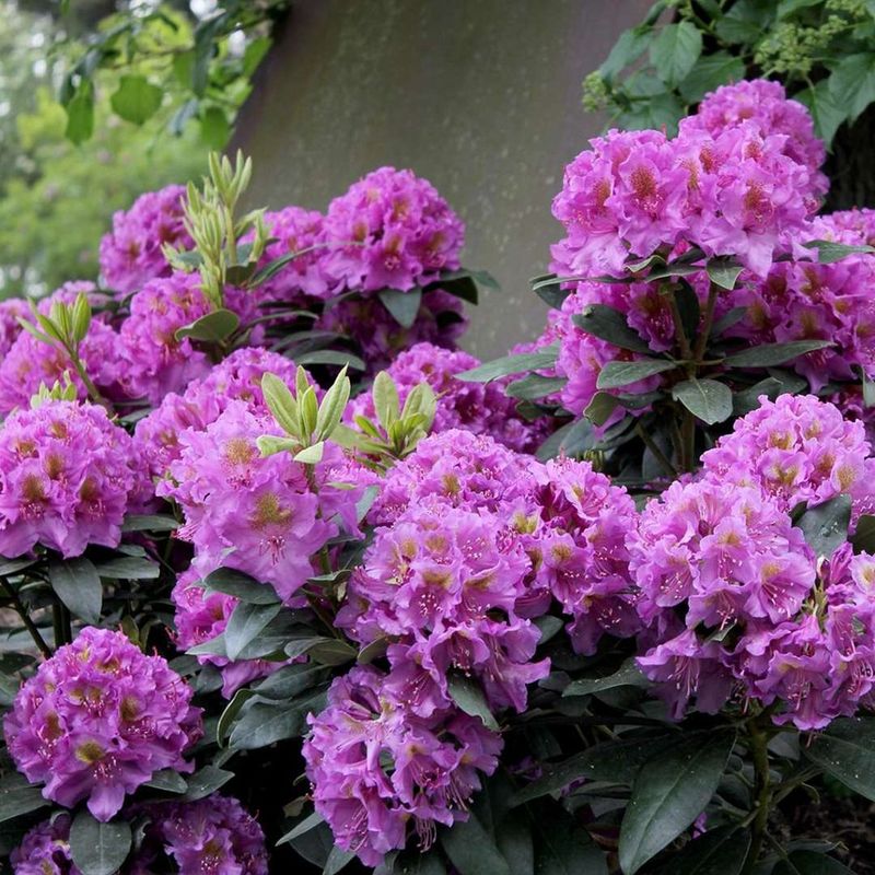 Rhododendron