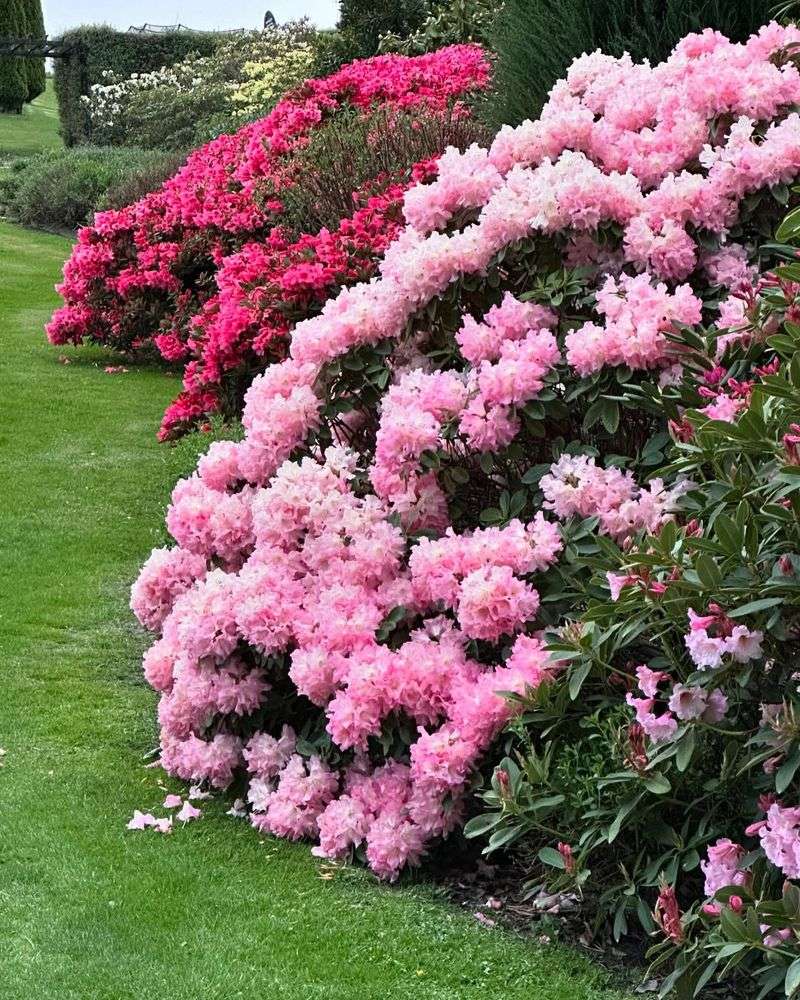 Rhododendrons