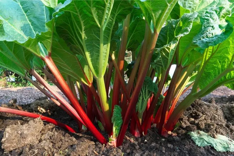 Rhubarb