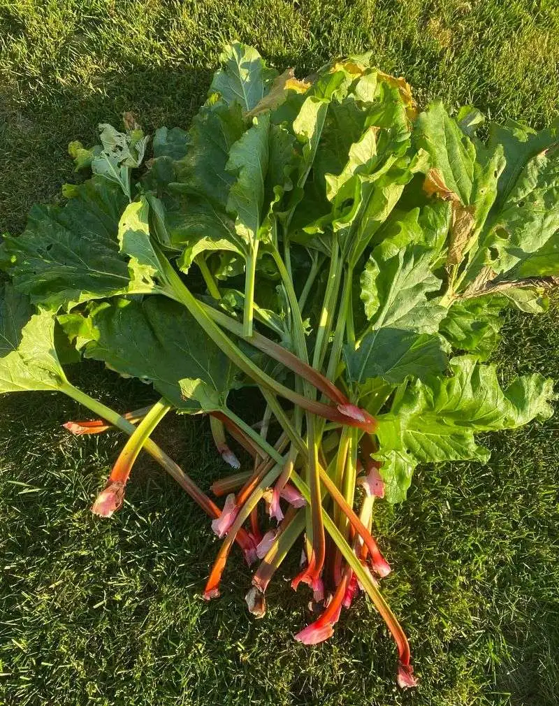 Rhubarb