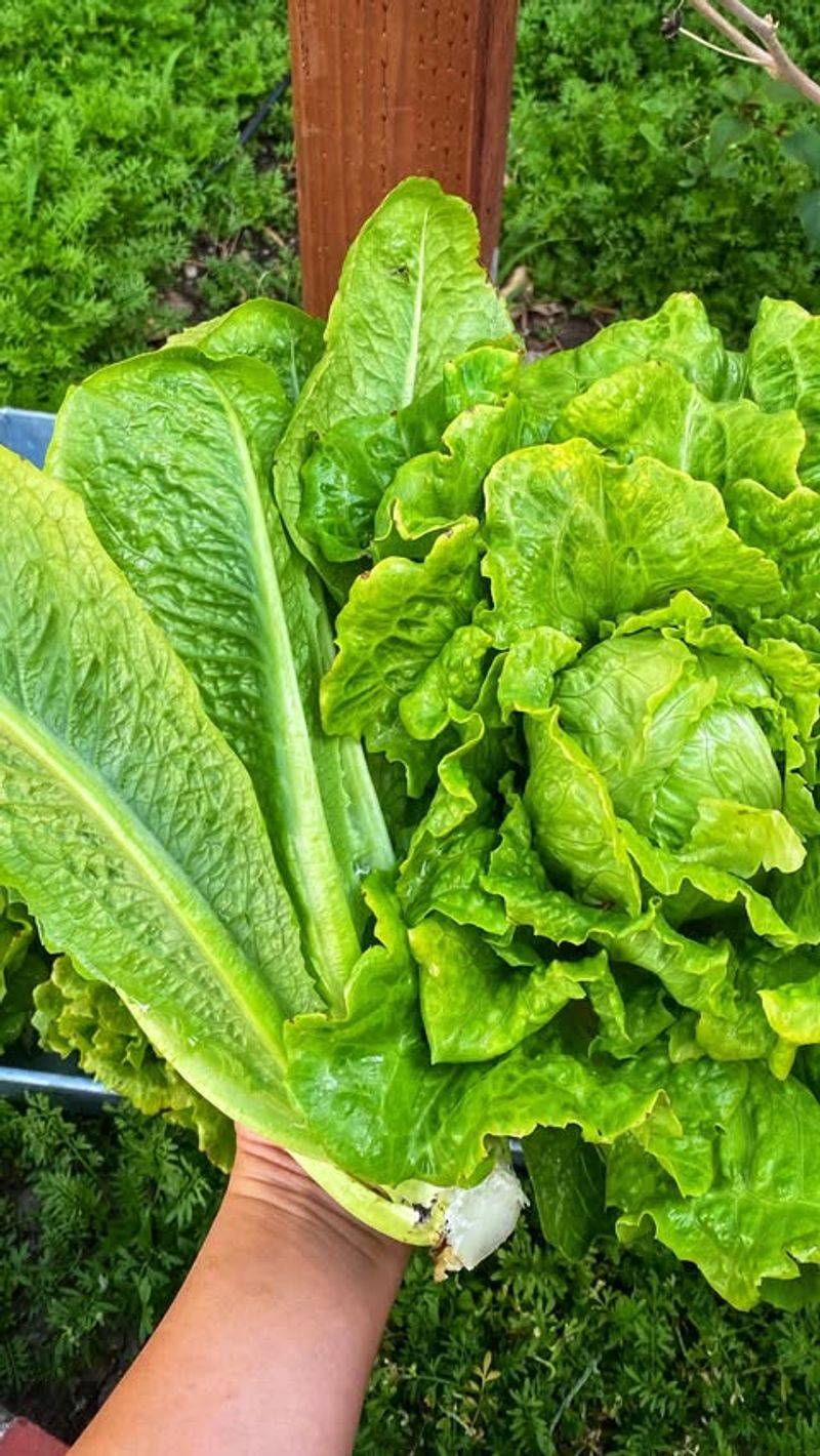 Romaine Lettuce