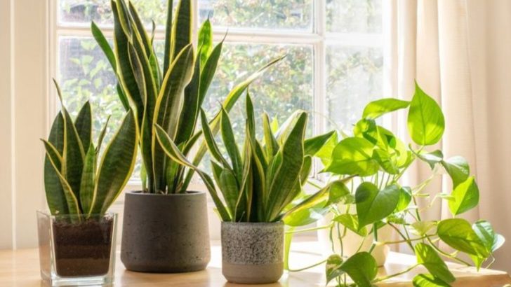 Room-by-Room Guide to Houseplant Combinations That Thrive Together