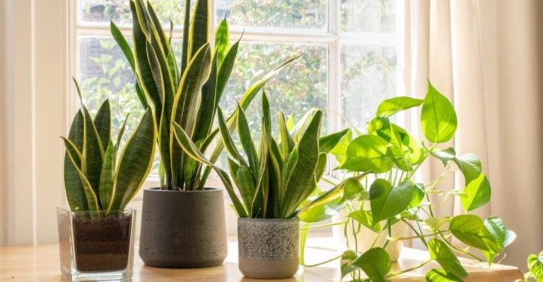 Room-by-Room Guide to Houseplant Combinations That Thrive Together