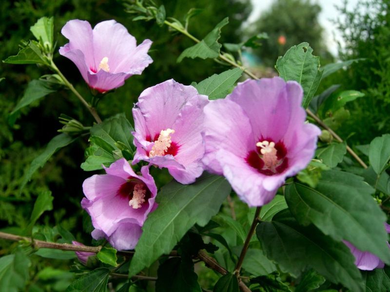 Rose of Sharon