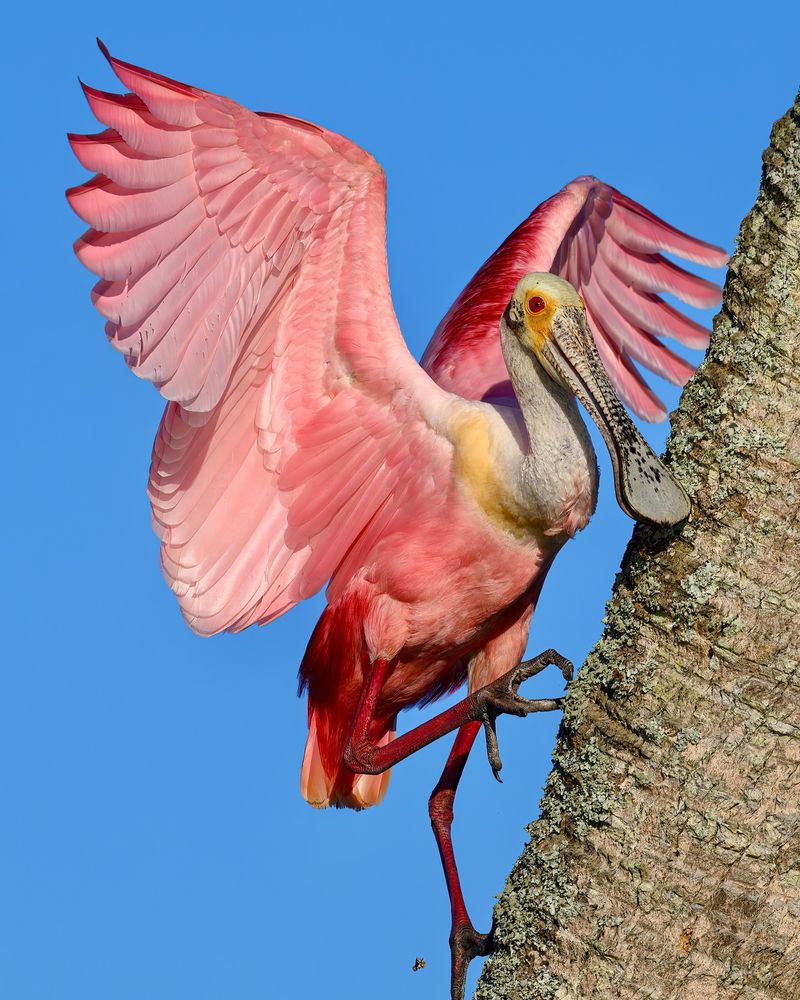 Roseate Spoonbill