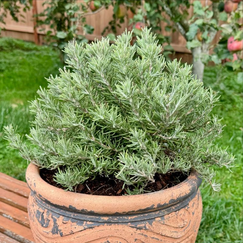 Rosemary