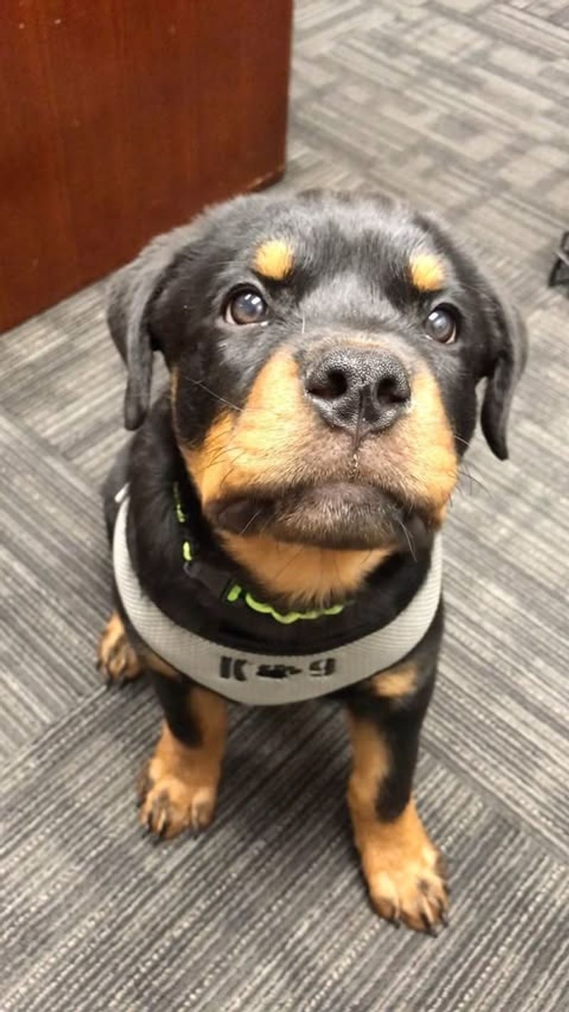 Rottweiler