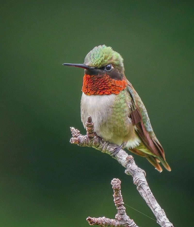 Ruby-throated Hummingbird