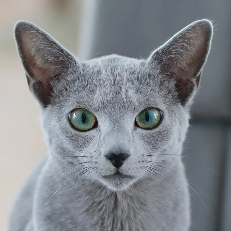 Russian Blue