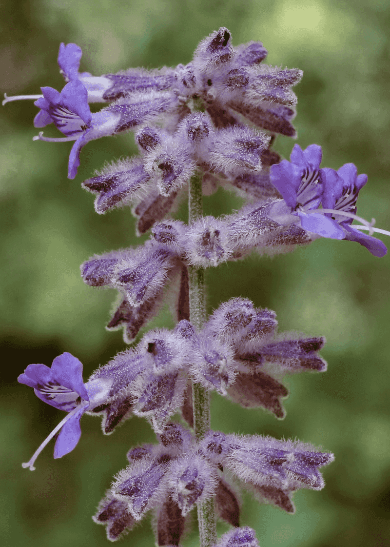 Russian Sage (Perovskia atriplicifolia)