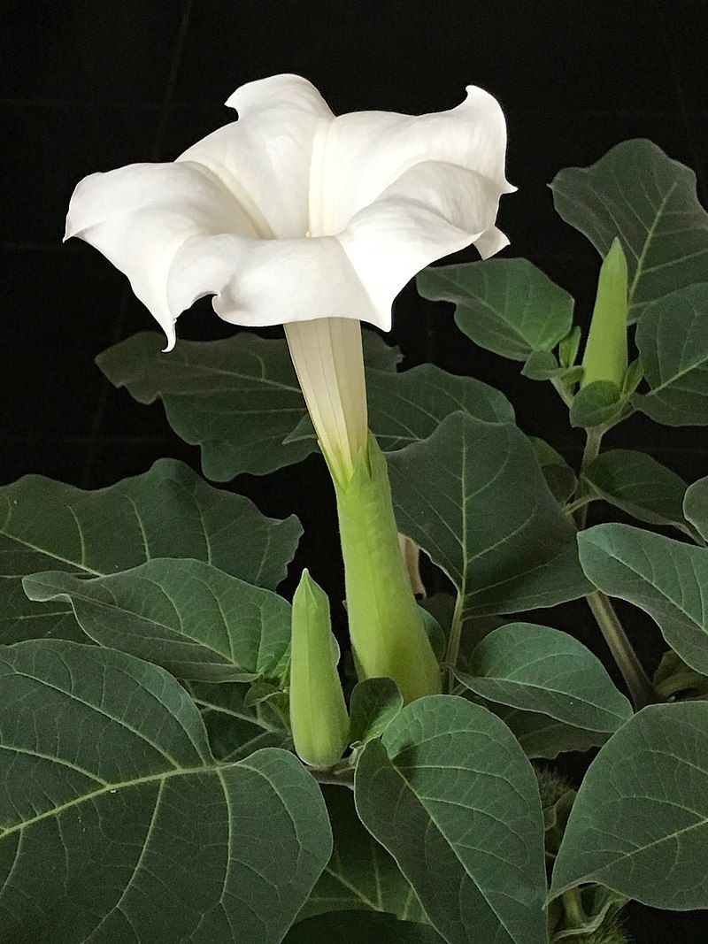 Sacred Datura