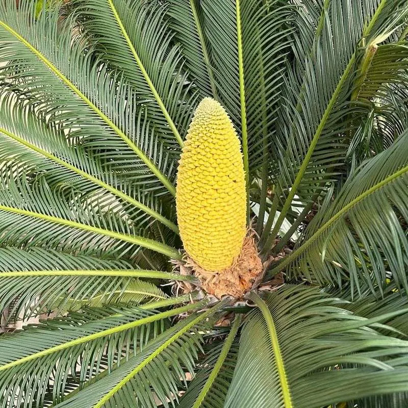 Sago Palm