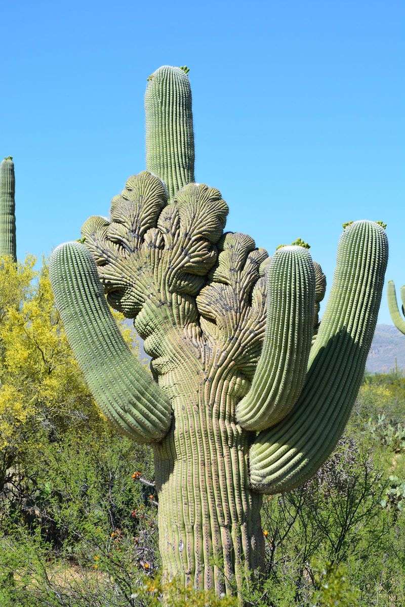 Saguaro Cactus