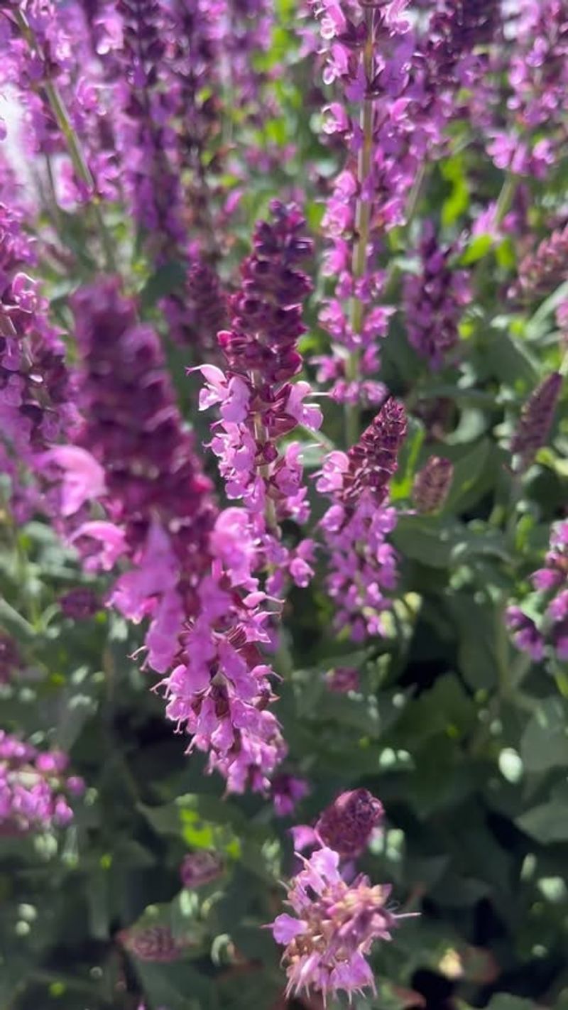 Salvia