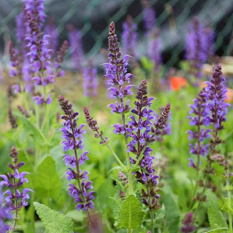 Salvia 'May Night'