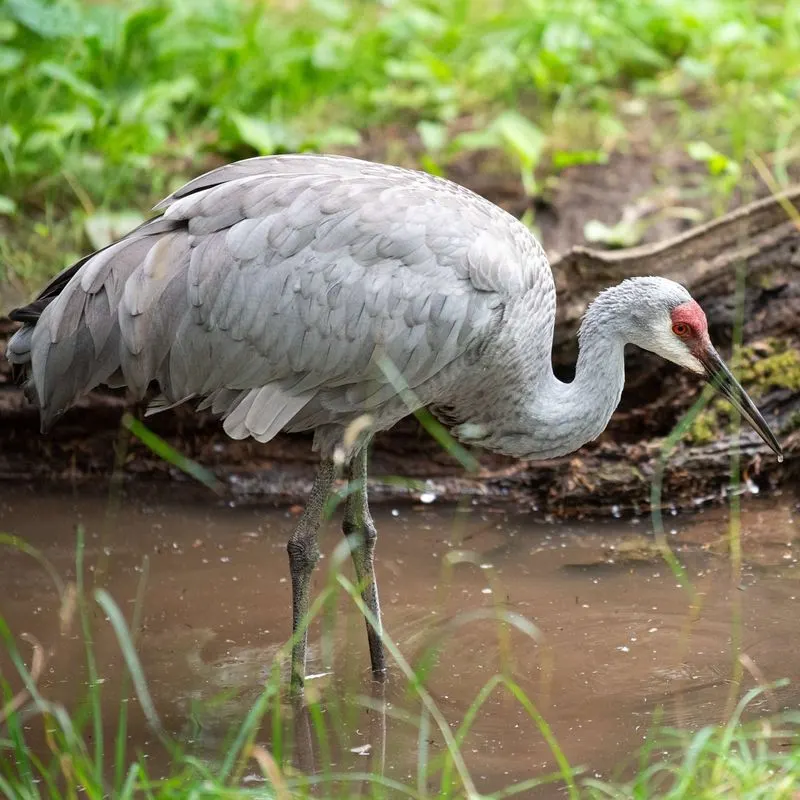 Sandhill Crane