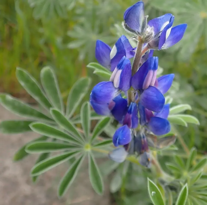 Sandplain Lupine