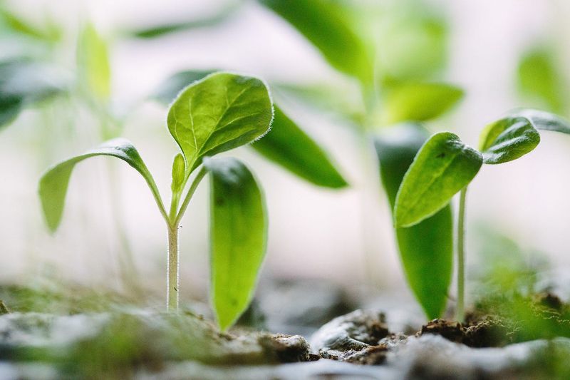 Saving Seeds for the Future