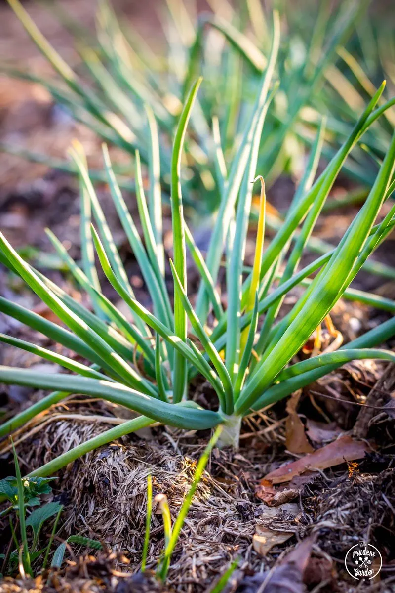 Scallions