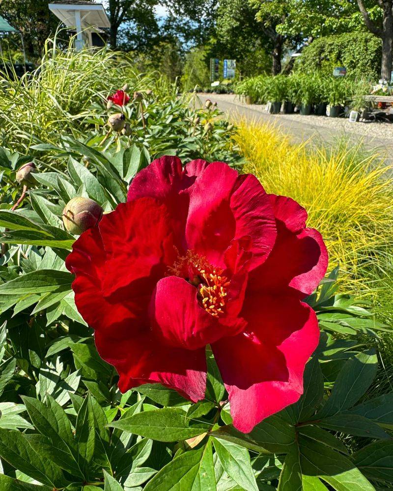 Scarlet Red Peony