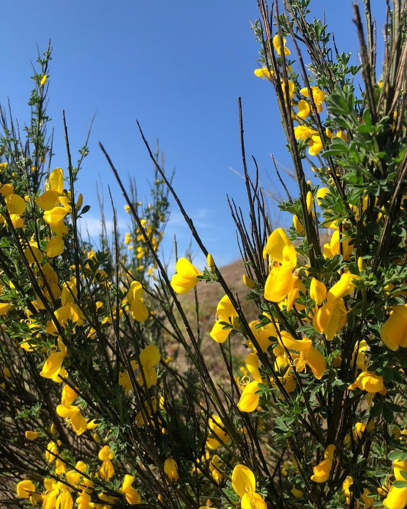 Scotch Broom