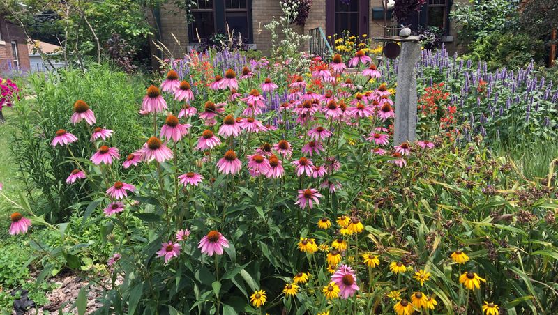 Select Native Plants