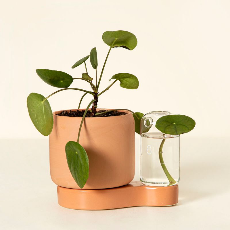 Self-Watering Planter Set