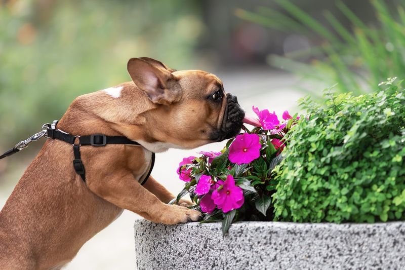 Sensory Paths for Pets