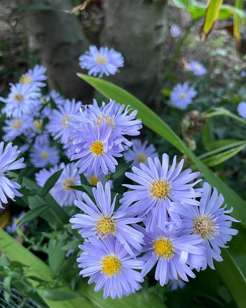 September - Aster