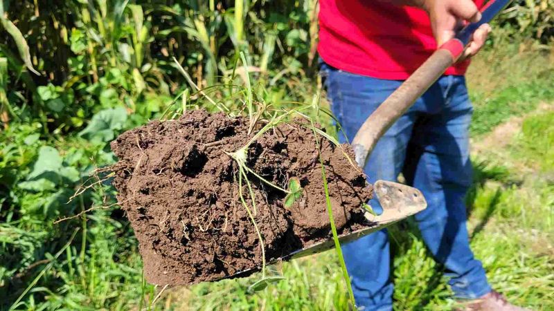 September - Soil Care and Cover Crops