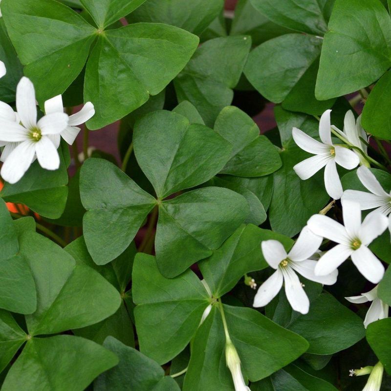 Shamrock (Oxalis)